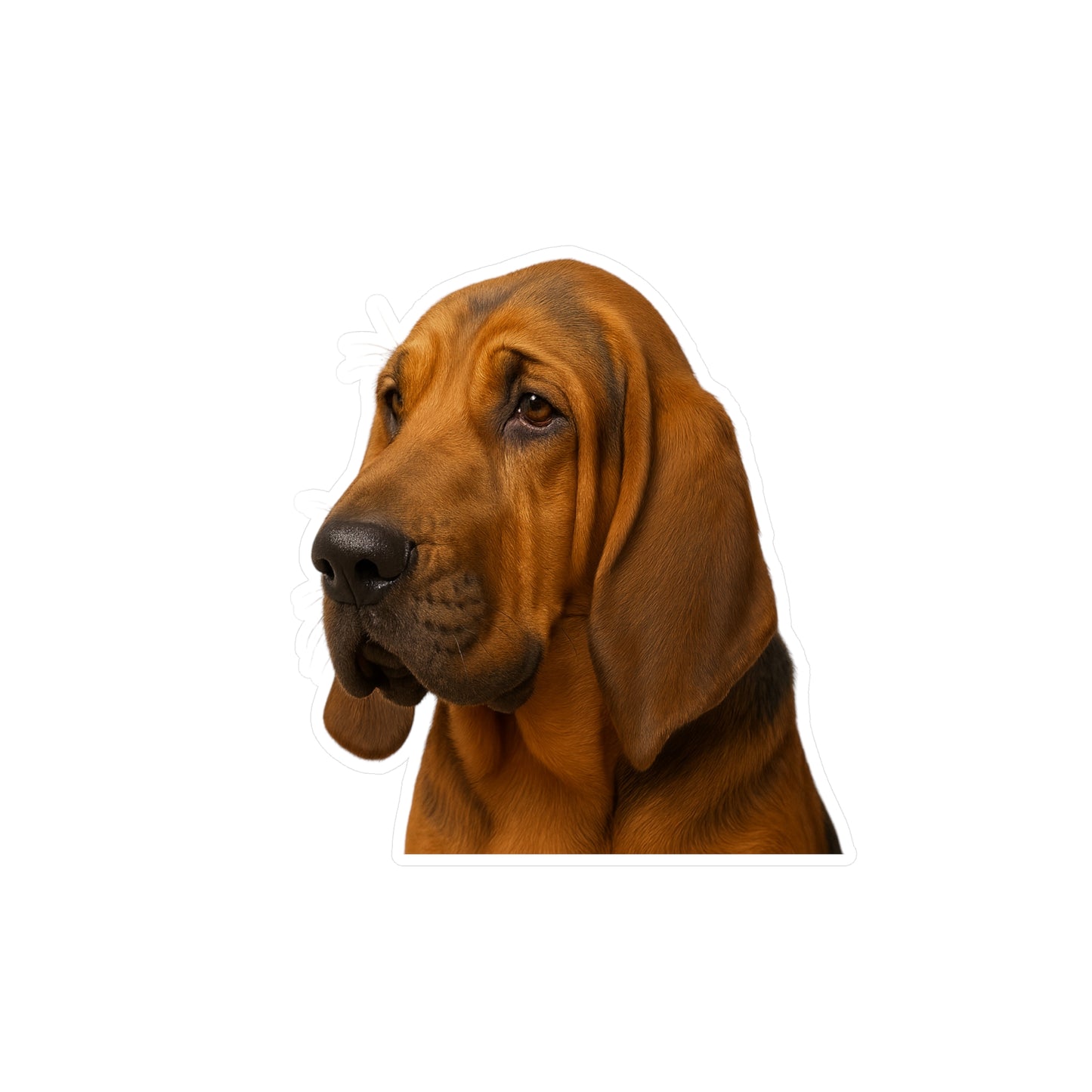 Bloodhound Head Vinyl Decal