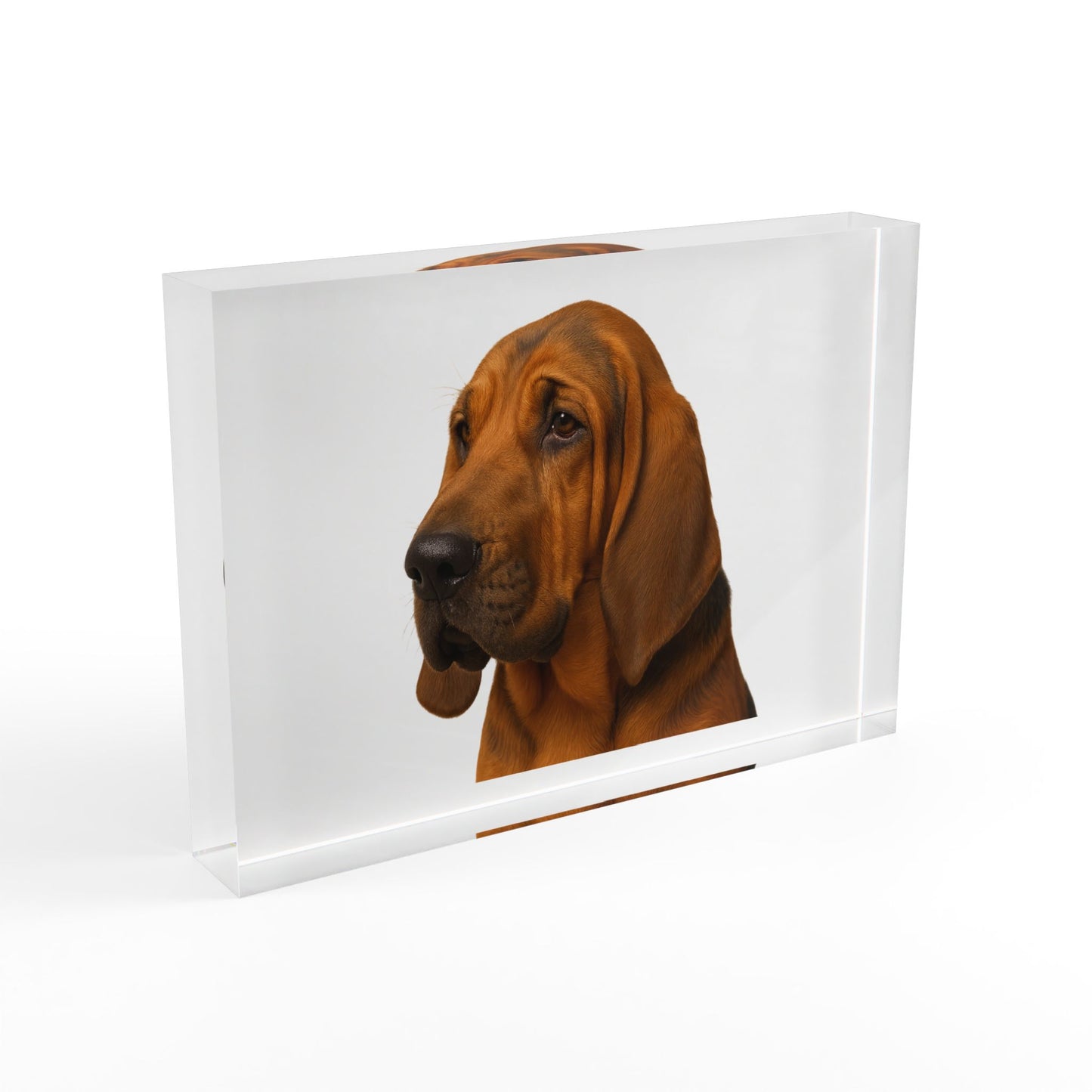 Bloodhound Head Acrylic Photo Block