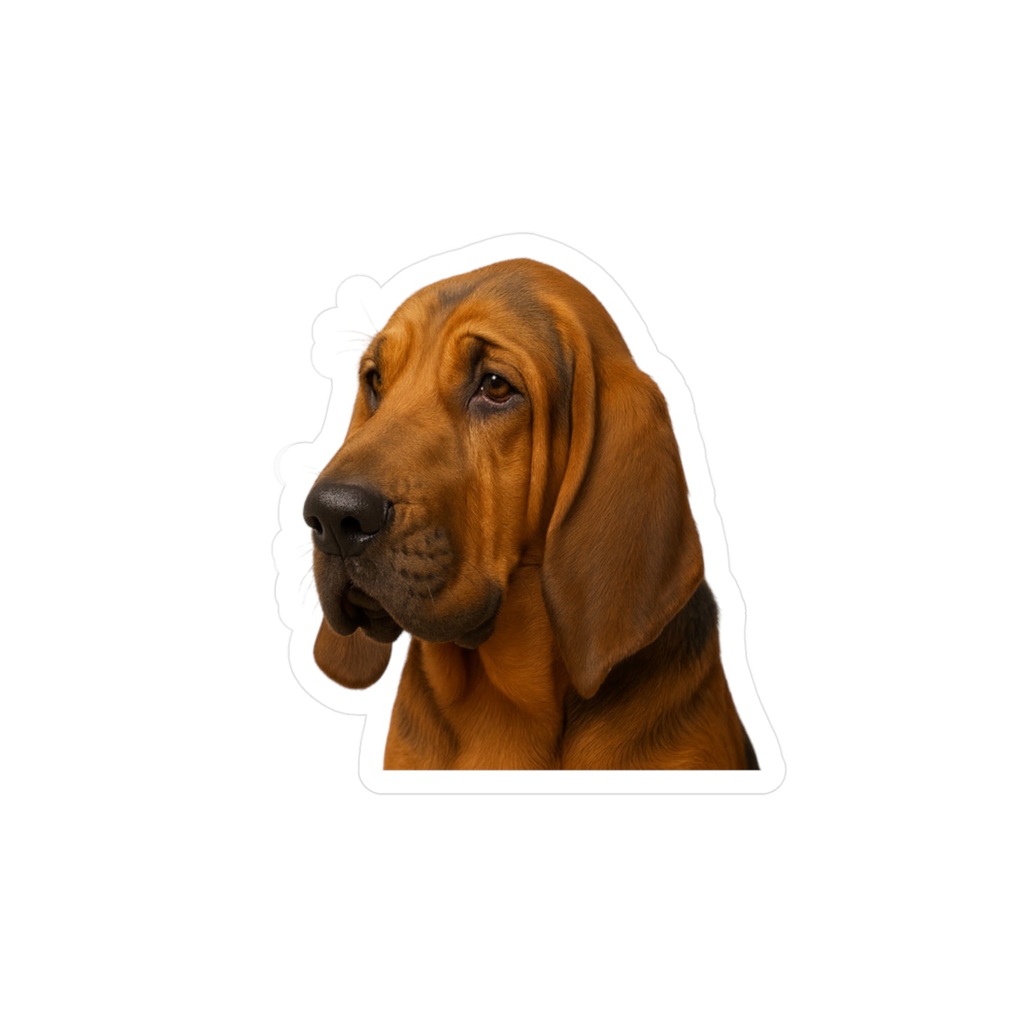 Bloodhound Head Vinyl Decal