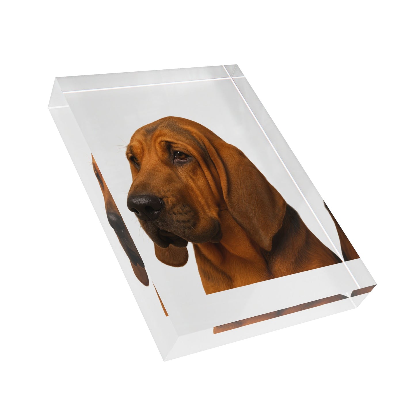 Bloodhound Head Acrylic Photo Block