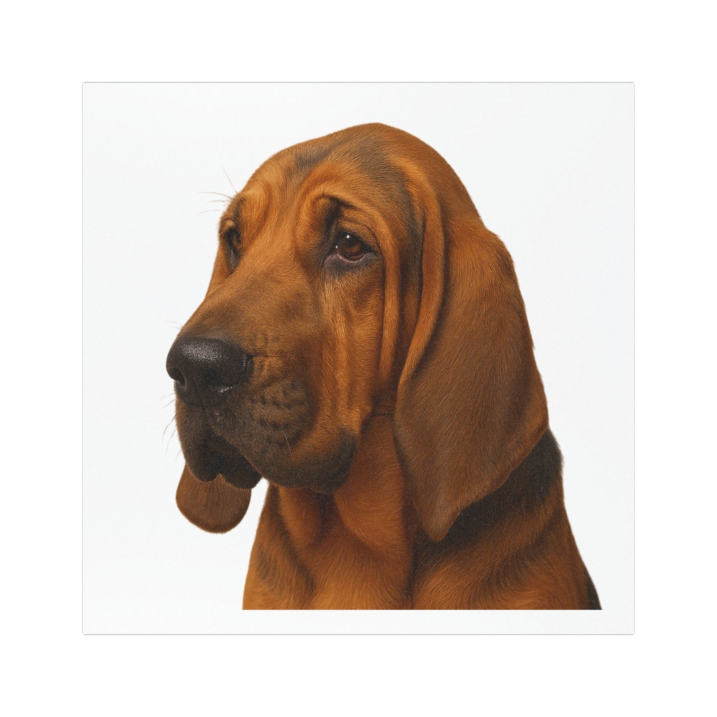 Bloodhound Head Indoor/Outdoor Magnet