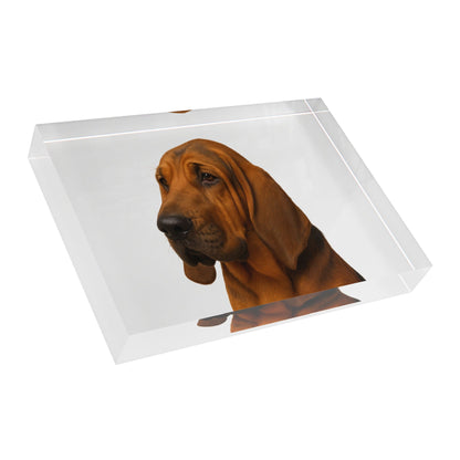 Bloodhound Head Acrylic Photo Block