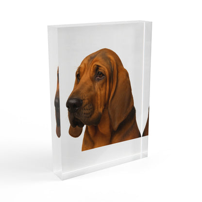 Bloodhound Head Acrylic Photo Block
